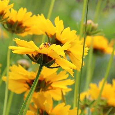 Elm Grove Park Pollinator Garden