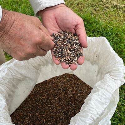 Pollinator garden seeds