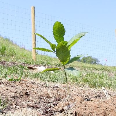 Chestnut seedling