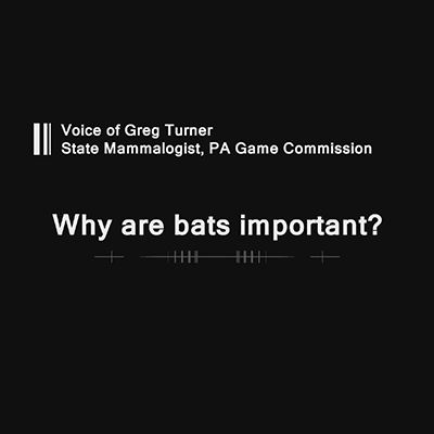 Why Are Bats Important?