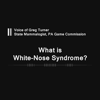 What is White Nose Syndrome?