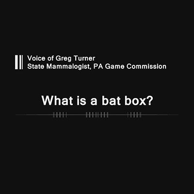 What is a Bat Box?