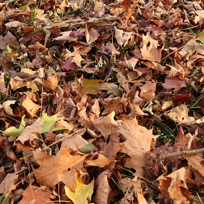 Fall Leaves